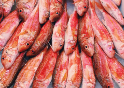 Red Mullet