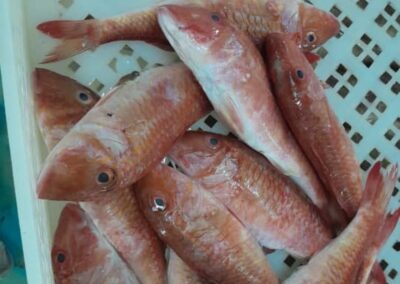 Red Mullet