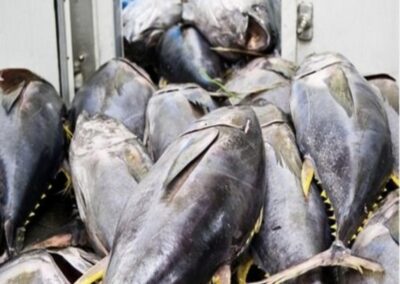 Yellowfin Tuna